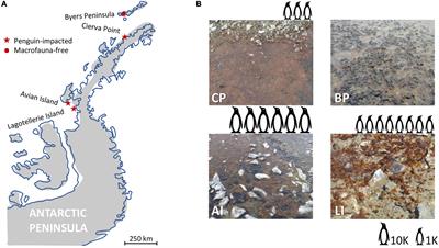 Marine Vertebrates Impact the Bacterial Community Composition and Food Webs of Antarctic Microbial Mats